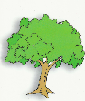 tree.PNG