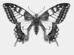 The symmetry of a butterfly