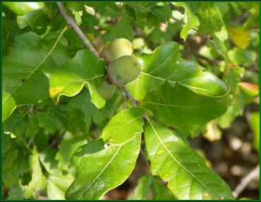 Image:Quercus stellata.jpg