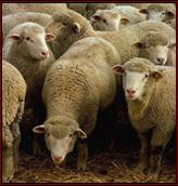:Flock of sheep.jpg