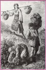 Resim:Rose-picking in Bulgaria 1870ies.jpg