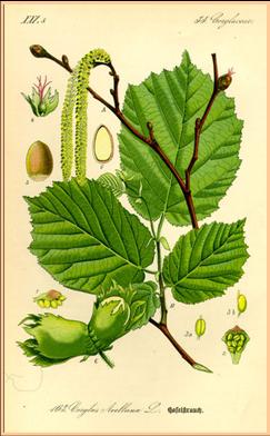 Bild:Illustration Corylus avellana0.jpg