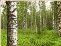 Birkenwald in Finnland