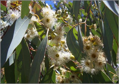 Image:Eucalyptus flowers2.jpg
