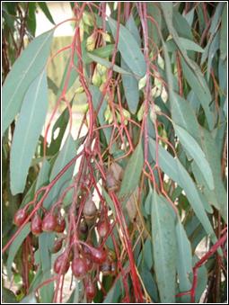 Image:E.sideroxylon, branchlets, stems, leaves, capsules & buds.jpg