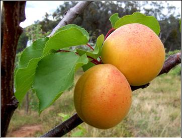 Image:Apricots.jpg