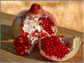 Image:Pomegranate02 edit.jpg