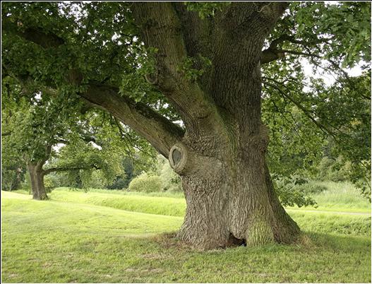 Image:Quercus robur JPG (d2).jpg