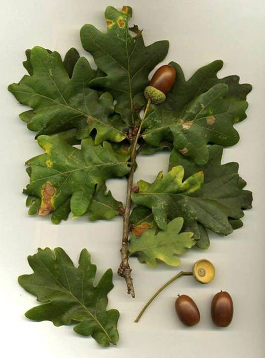 Image:Quercus robur.jpg