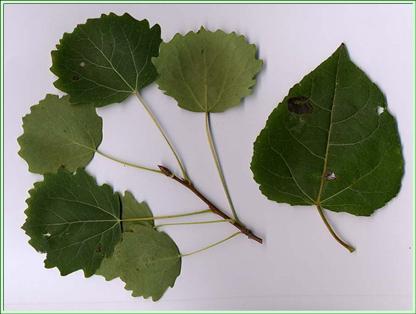 Bild:Aspen-leaves.jpg