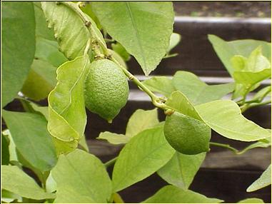 Bild:Citrus limon0.jpg