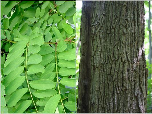 Resim:Brosen robinia pseudoacacia1.jpg,Robinia  pseudoacacia  (black locust ) - bark - large