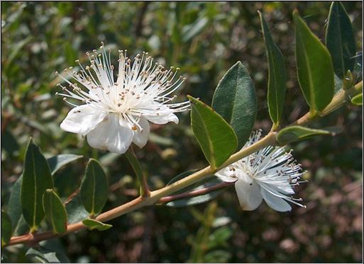 Bild:Myrtus communis1.jpg