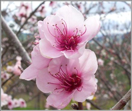 Image:Peach flowers.jpg