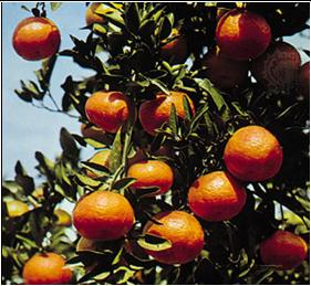 Photograph:Tangerine (Citrus reticulata deliciosa)