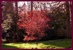 Batsford Arboretum, Gloucestershire, 28 April