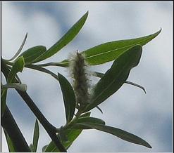 Imagen:Salix chilensis.JPG