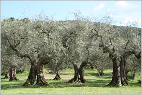 Bild:Olivenbäume Umbrien.jpg