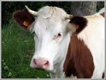 Tête d'une vache. [vache tête museau cornes marron blanc Forez photo]