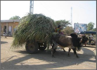 Afbeelding:Sugar cane bullock cart.jpg