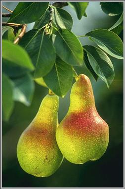 :Pears.jpg