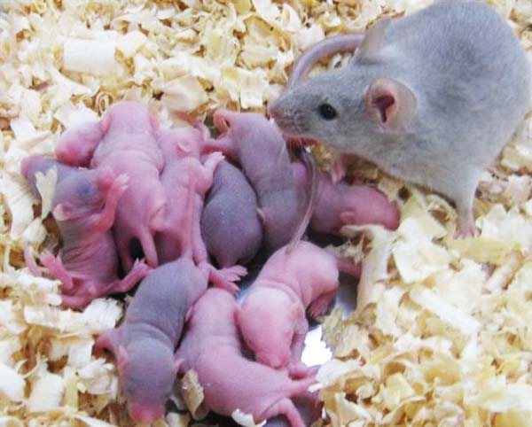 Ποντίκια γέννησαν με ωάρια από βλαστικά κύτταρα