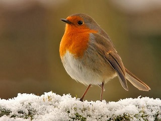 SnowyRobin