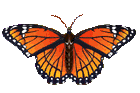animated-butterfly-image-0207.gif