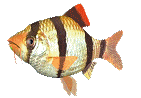 animated-fish-image-0355.gif