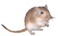 animated-mouse-image-0245.gif