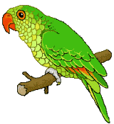 animated-parrot-image-0105.gif