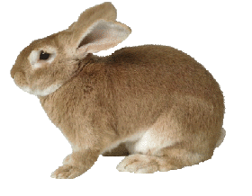 animated-rabbit-image-0161.gif