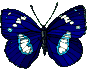 animated-butterfly-image-0024.gif
