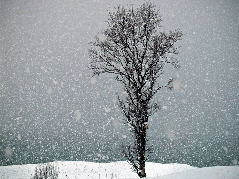 tree_snowing_800.jpg