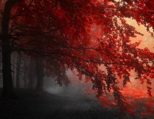 red-forest-trees-path-510x394