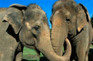 asian-elephant