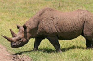 javan-rhinoceros