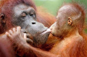 sumatran-orangutan