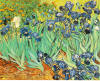 Vincent_Van_Gogh_irises