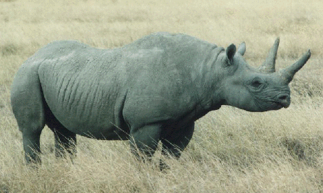 rhino