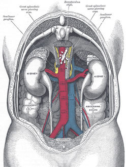 Human kidneys viewed from behind with spine removed