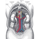 Show Η θέση των νεφρών στο ανθρώπινο σώμα  Image