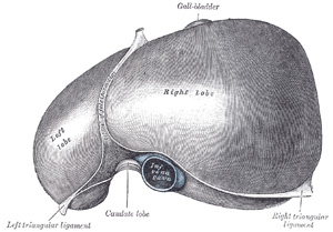The liver is the largest internal organ of the human body.