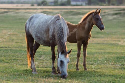 depositphotos 119720878-stock-photo-wild-mare-with-foal-at