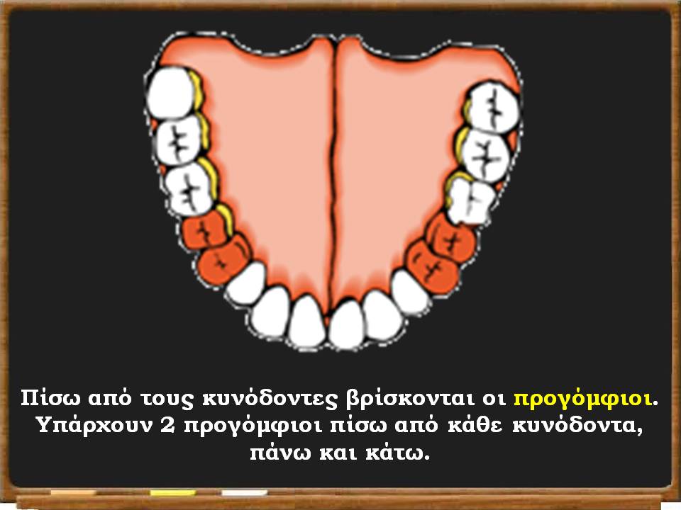 τα δόντια μας 13