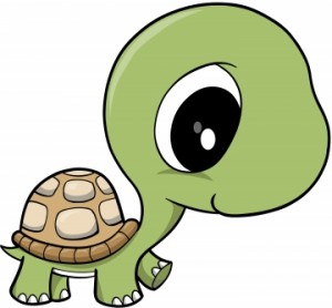 baby-turtle