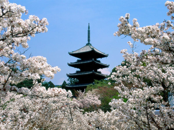 Cherry-Blossoms,-Ninna-Ji-T.jpg