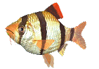 animated-fish-image-0355.gif