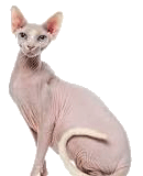 sphynx