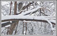 Image:Snow on trees.jpg